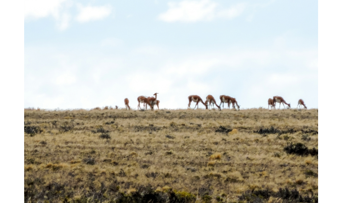 Guanacos en territorio patagónico